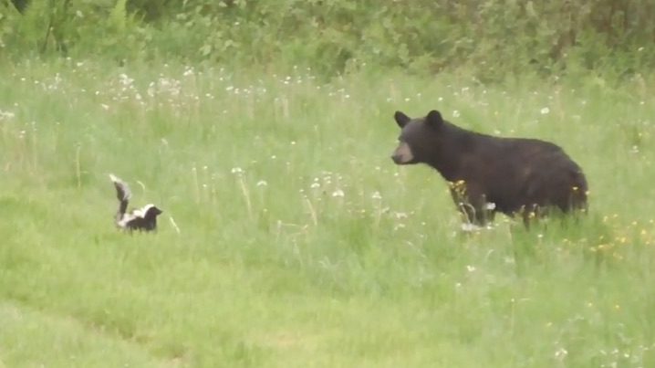 Young Bear Meets Skunk For The First Time
