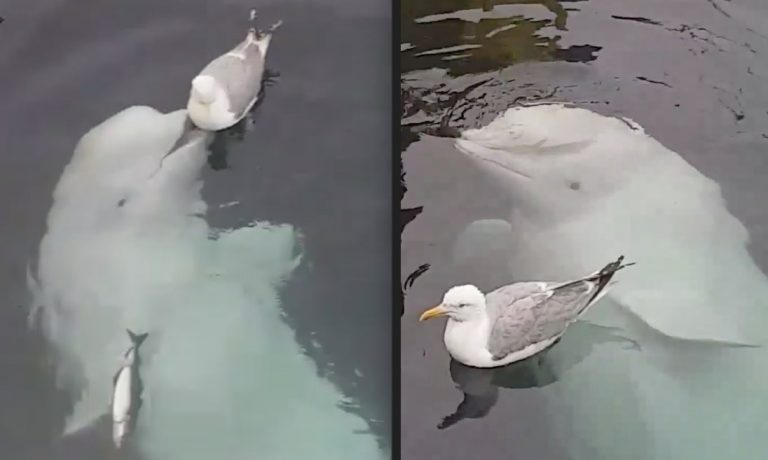 Friendly Beluga Whale Plays with Seagull Trying To Eat Fish
