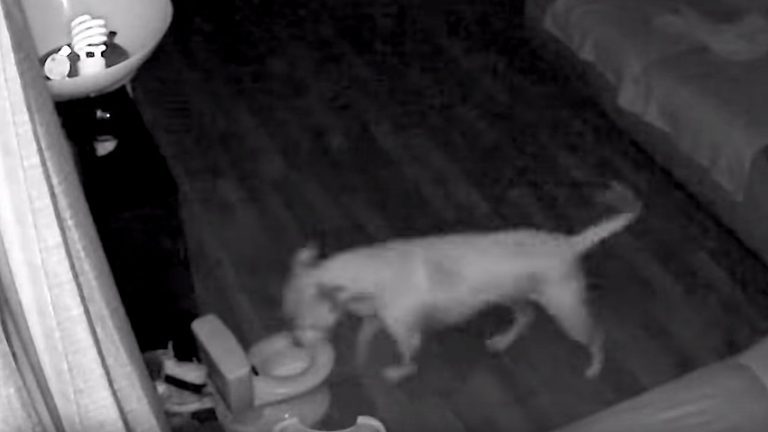 Clever Dog Caught On Camera Using Toddler’s Training Potty