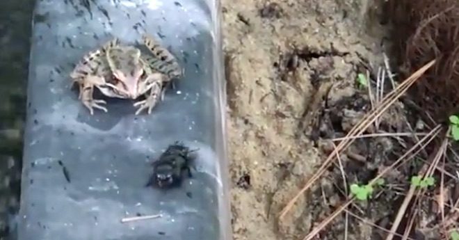 Frog Tries To Eat A Beetle For Dinner