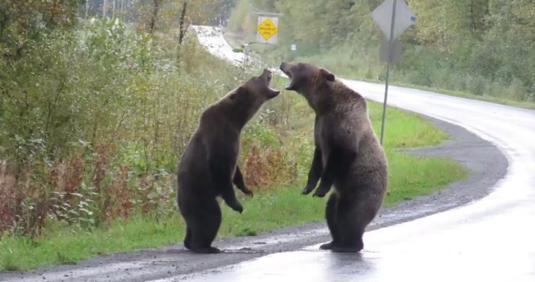 Two Grizzly Bears Fighting Along Highway Caught On Video In Rare Sighting