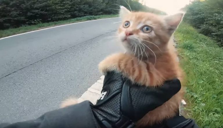 Motorcyclist Acts Quickly And Saves Scared Kitten From Middle Of The Road