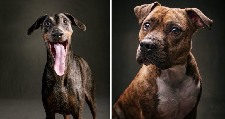 Award-Winning Wildlife Photographer Refocuses On Dogs and Takes Striking Portraits