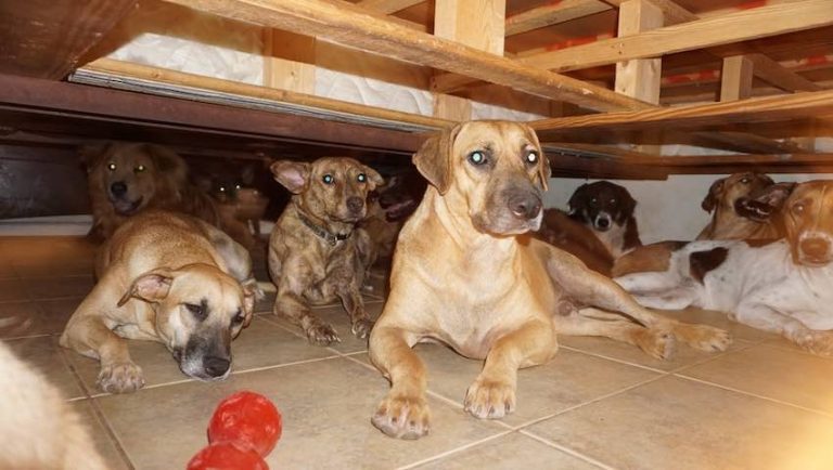 Woman Shelters 97 Rescue Dogs In Her Home To Protect Them From Deadly Hurricane