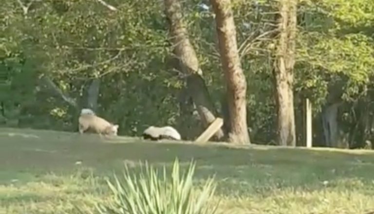 Dog Escapes Yard To Play With Skunk He Befriended