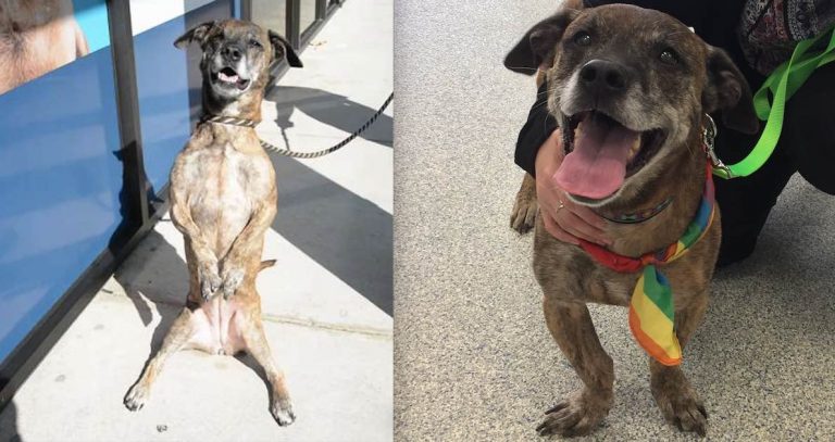 Adorable Dog At Animal Shelter Who Reinvents The ‘Sit’ Finds Forever Home