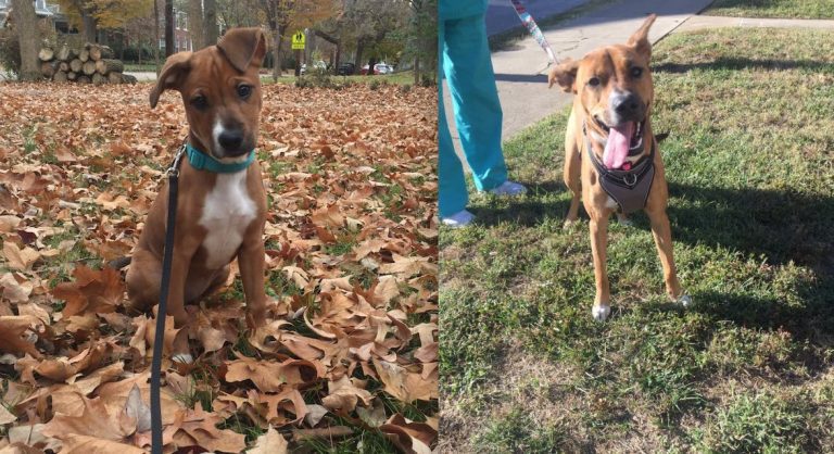 Woman Discovers She Has Past Connection To Dog Who Shows Up In Her Yard