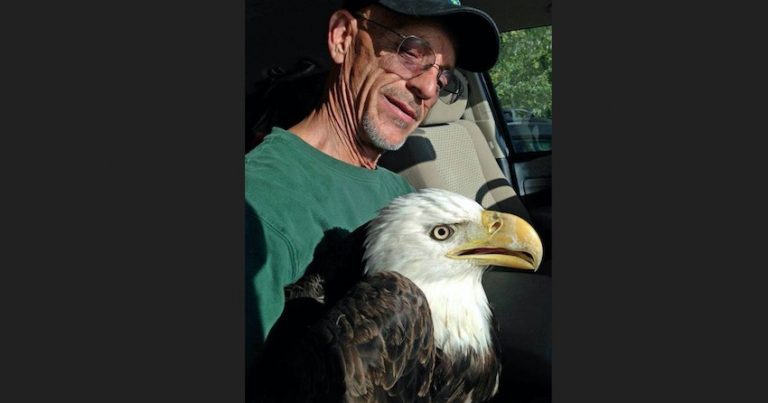 Kind Man Rescues Bald Eagle From Drowning