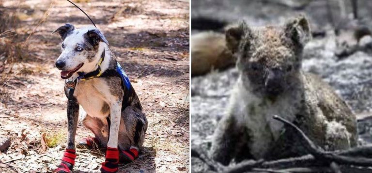 Rescue Dog Searches For Surviving Koalas Devastated By Australian Brushfires