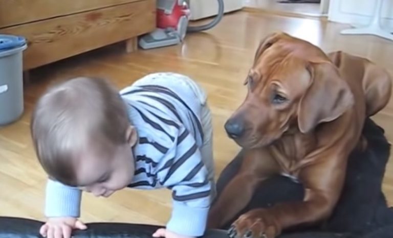 Rhodesian Ridgeback Sweetly Helps Baby Climb Into Dog Bed