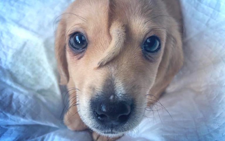 Abandoned ‘Unicorn’ Puppy With Tail On His Head Rescued From The Cold, Warming Hearts