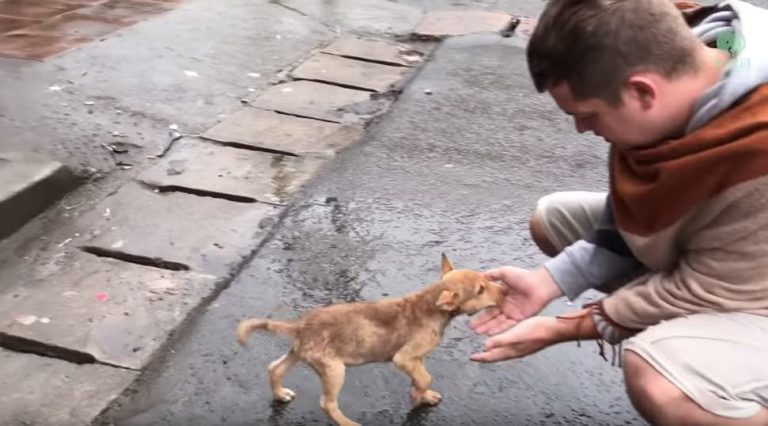 Stray Puppy Wags Her Tail At Every Passerby Trying To Get Someone To Notice Her