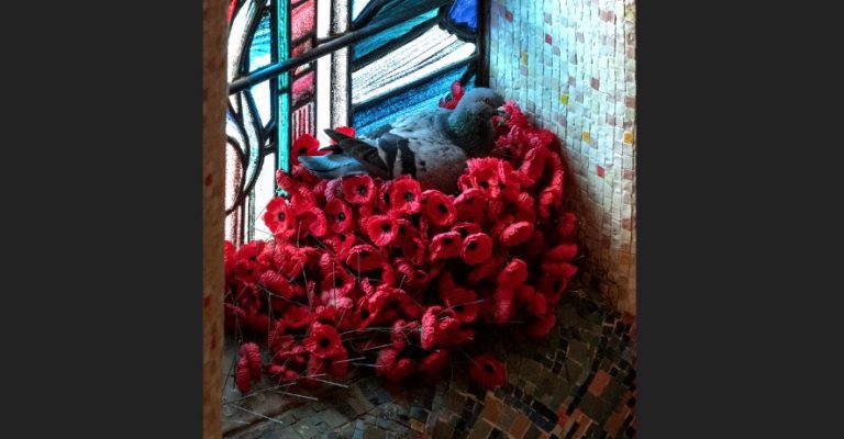 Pigeon Builds Nest Out Of Poppies At The Australian War Memorial
