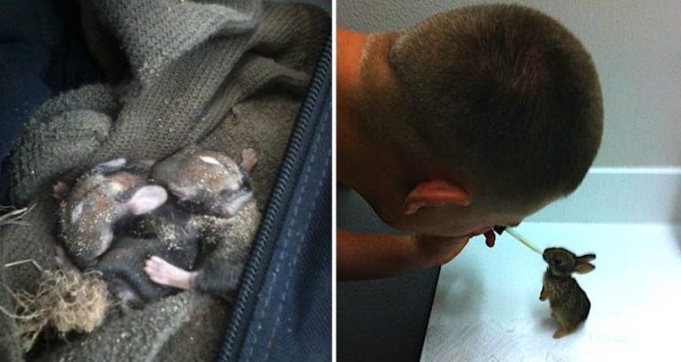us corpsman rescues baby rabbits