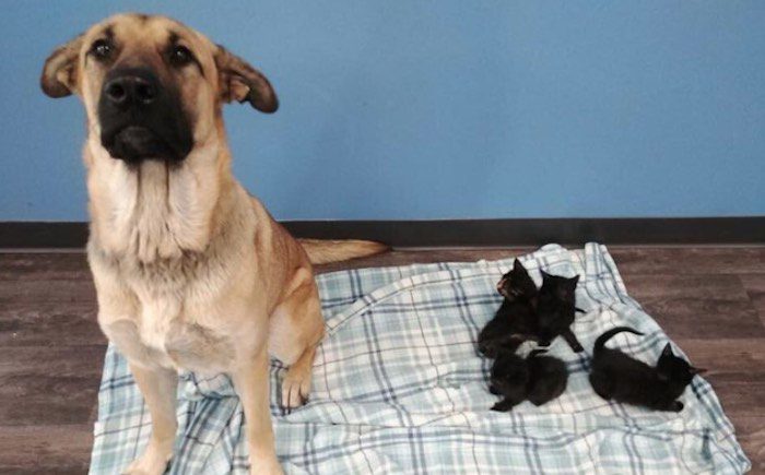 Stray Dog Found Curled Around Five Abandoned Kittens To Keep Them Warm In Winter Cold