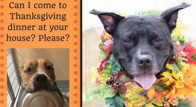 Families Inviting Shelter Dogs Into Their Homes For Thanksgiving As Part Of Innovative Foster Program