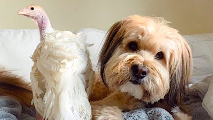 Turkey And Dog Best Friends So Thankful To Have Been Rescued By Their Mom