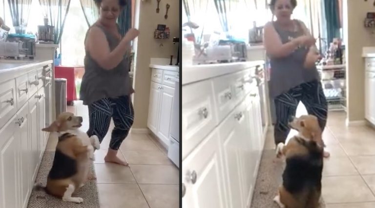 Funny Beagle Loves Dancing To Reggeaton With Grandma