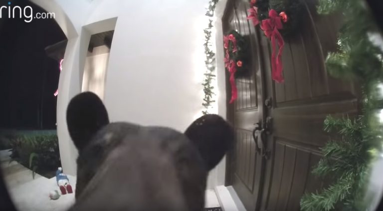 bear rings doorbell