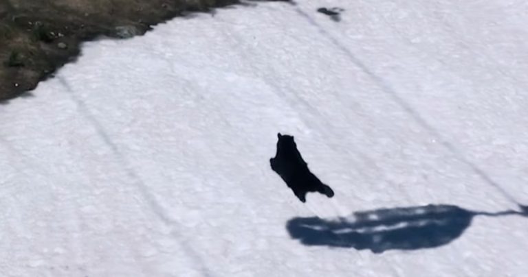 Black Bear Enjoys Sliding Down Ski Hill For Fun