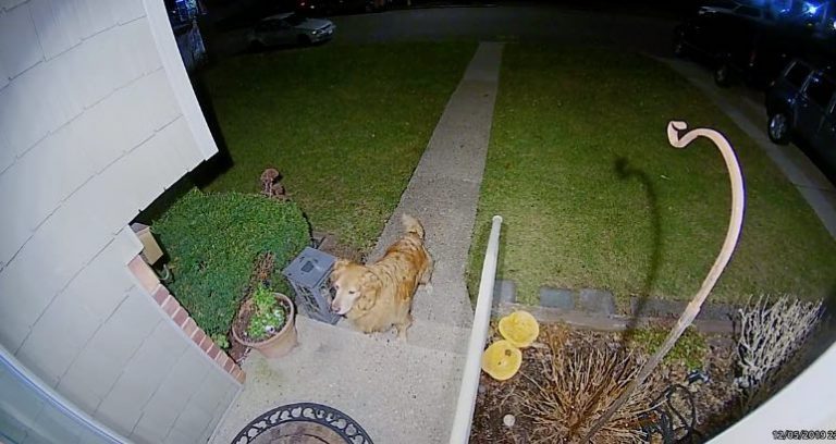 Dog Visits His Girlfriend For Late Night Date And Brings Her A Gift