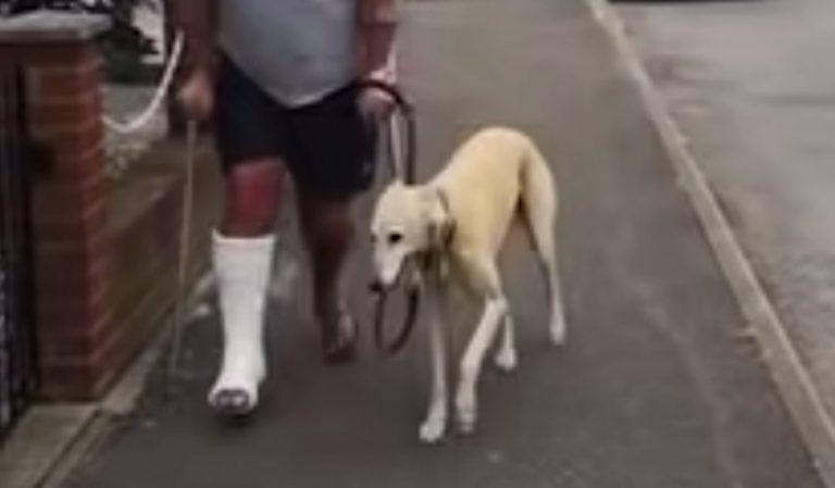 Dog Fakes Limping Out Of Sympathy For Injured Owner