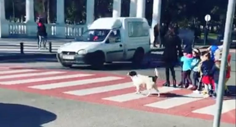 Stray Dog Acts As Crossing Guard To Help Kids Cross Busy Street
