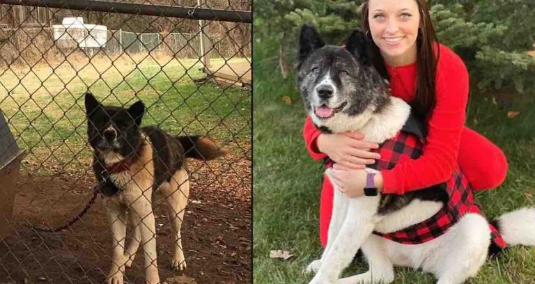Woman Who Took Care Of Chained Dog For Over A Year Finally Able To Take Her Home