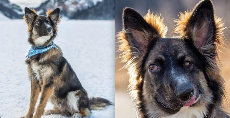 Unusual-Looking Dog Bitten By Mother When A Puppy Finds Loving Home