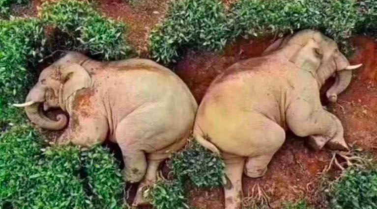 Elephants Happily Get Drunk On Corn Wine While Humans Social Distancing