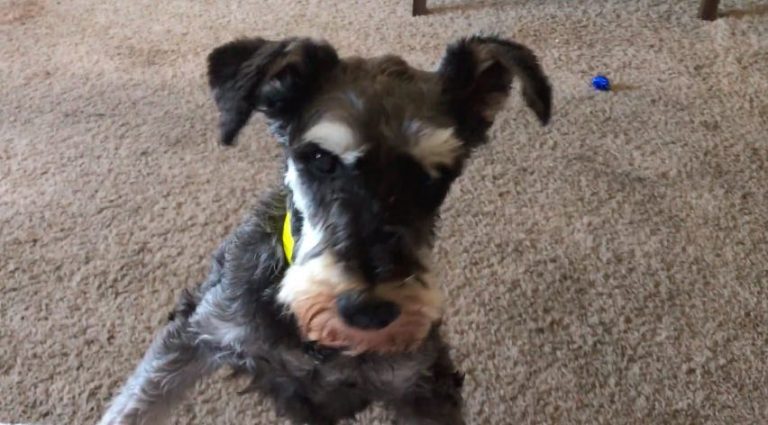 Dog Too Scared To Let Foster Mom Touch Him Still Knows How To Show Her Love