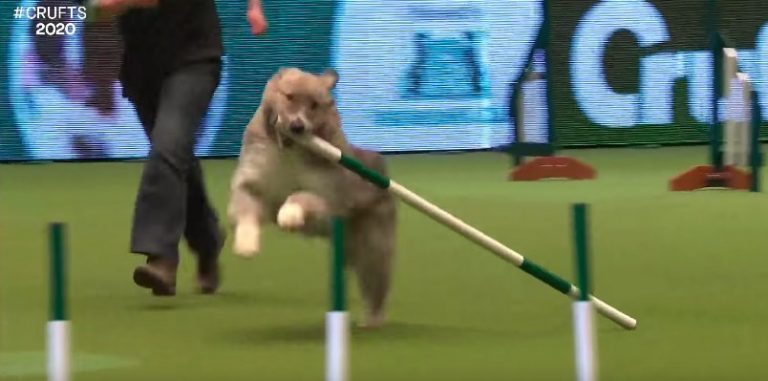 Rescue Dog Returns To Crufts Agility Course And Steals The Show
