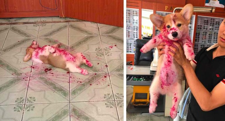 Naughty Corgi Steals Fruit Jam When No One Looking, Gives Family Terrible Fright