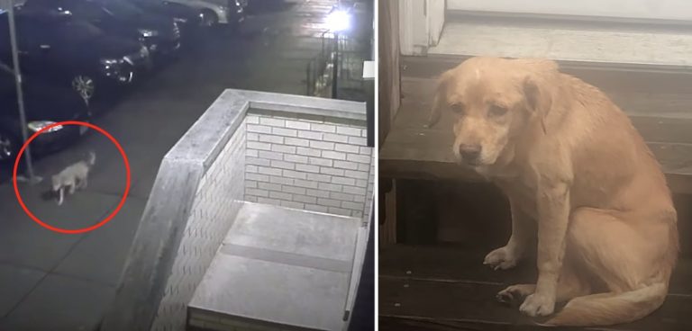 Injured Stray Dog Walks Into The Right Home In the Middle of Night