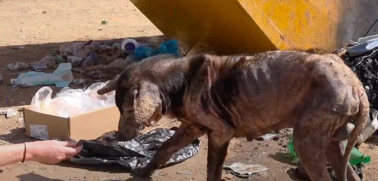 Feral Dog Makes Incredible Comeback, Living The Best Life Now