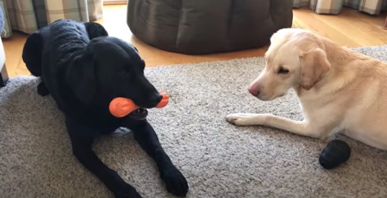 Sportscaster Sees His Dogs Playing And Broadcasts Hilarious Commentary