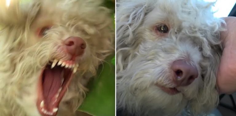 Blind Poodle Wanted To Bite Rescuer, Now Only Wants To Sit In His Lap