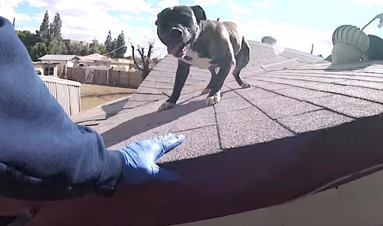 Stray Pit Bull Found On Scorching Hot Roof Overjoyed To See Rescuers