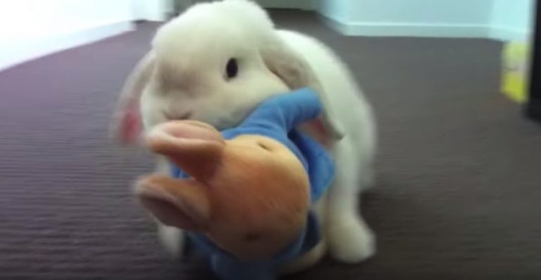 Cute Lop Bunny Is Best Friends With Peter Rabbit Toy
