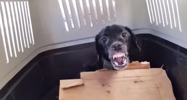 Aggressive Dog Gives In and Lets Rescuer Touch Him For The First Time