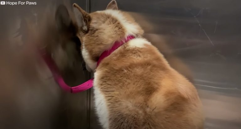 Stray Husky Dog Who Shrunk Away From People Learns To Love