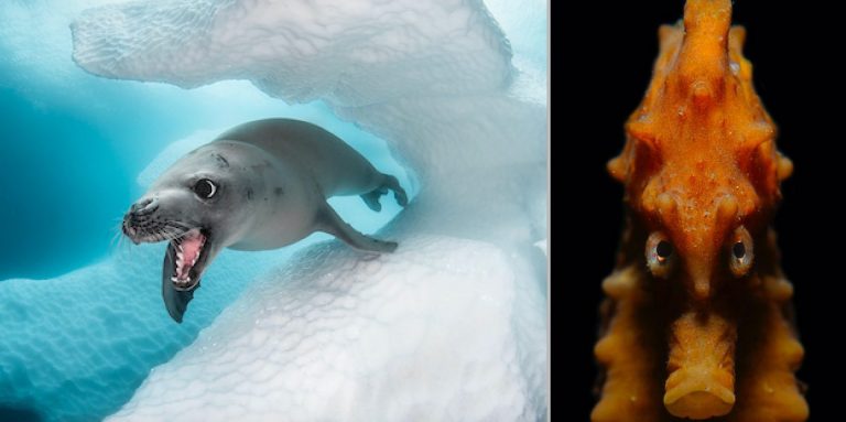 Winners Of Underwater Photographer Of The Year Contest Share Stunning Wildlife Images
