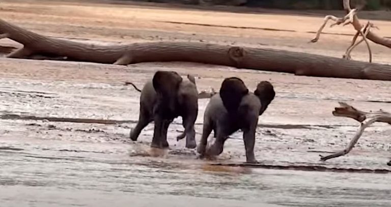 Baby Elephants Race to Find Their Mothers