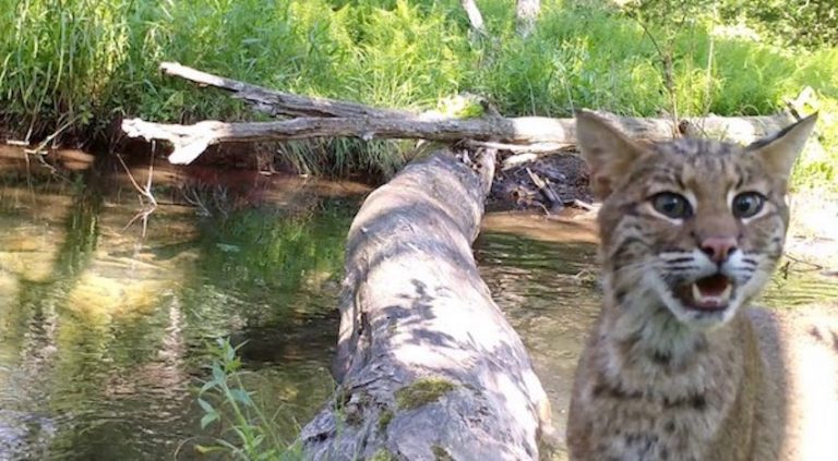 Photographer Captures Incredible Array Of Wildlife Crossing Log Bridge