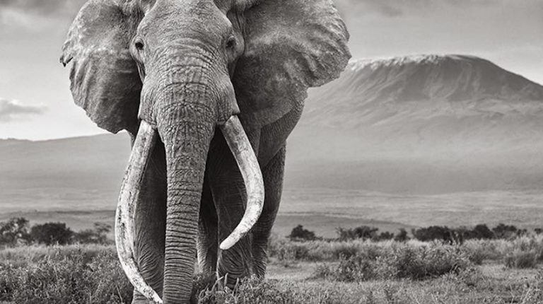 Photographer Of Majestic Super Tusker Elephants Striving To Help Them Survive