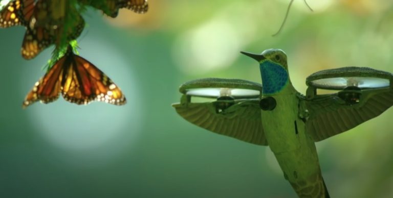 Hummingbird ‘Spy’ Drone Films Breathtaking Monarch Butterfly Swarm