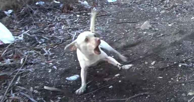 Homeless Dog Terrified Of Humans Recovers In Best Possible Way