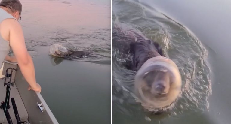 family save swimming bear with bin on head