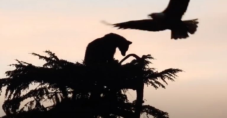 Small Bear Chased Up Tall Tree By Large Bear And Attacked By Eagles