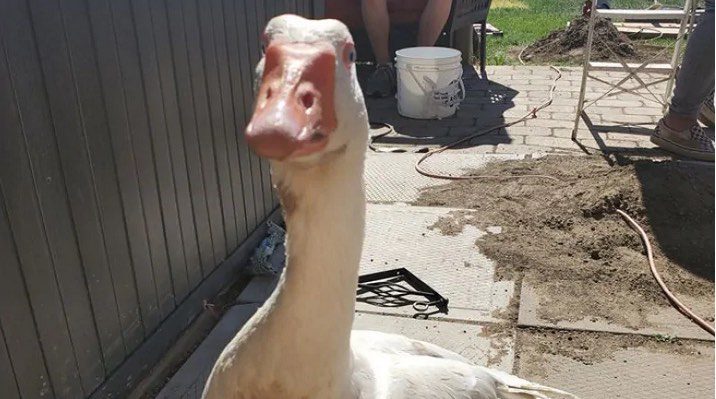Pet Goose Finds His Way Home After Being Snatched By Fox